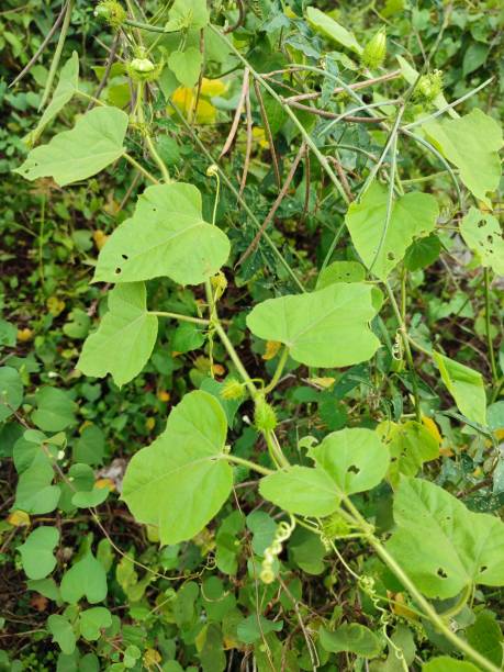 istock Wild water lemon or Passiflora foetida 1459500374
