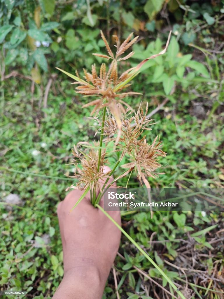 Cyperus rotundus or Nutgrass - Royalty-free Achtergrond - Thema Stockfoto