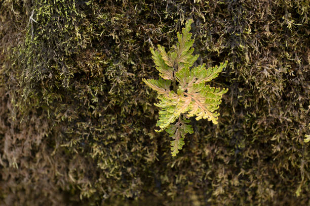 Fern leaves on the bark of a tree in the forest.