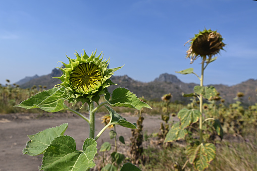 Sunflower bud ready to bloom and dried sunflowers against blue sky
