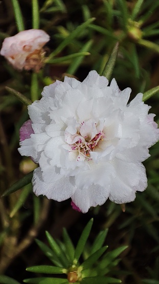 Moss rose, Portulaca grandiflora, is a drought and heat tolerant annual native to hot, dry plains in Argentina, southern Brazil, and Uruguay.