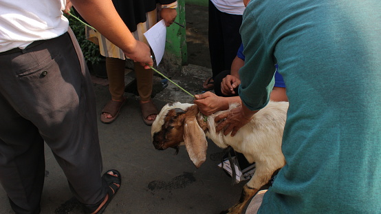 Jakarta, Indonesia - 08 11 2019 : a goat that will be slaughtered during Eid al-Adha for Muslims