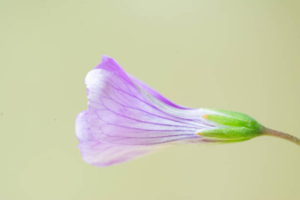 istock delicate flower in the garden 1459506929
