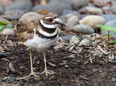 A killdeer (Charadrius vociferus) guarding a nest. Two eggs are visible. Close-up front view. Oregon Willamette Valley. Edited