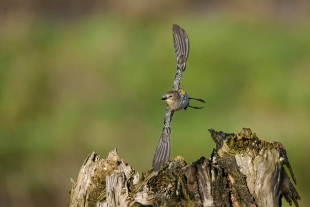 istock Yellow-rumped Warbler Taking Off From Tree Snag Oregon Wild Bird 1459510966