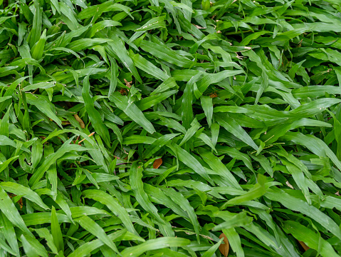A green texture of Java Fern grass with a little brown dry leaves.