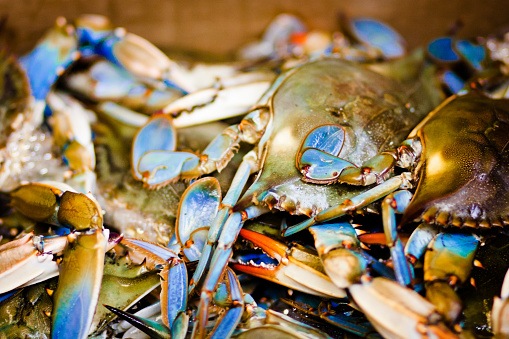 Live Louisiana blue crab caught fresh from Lake Pontchartrain near New Orleans.