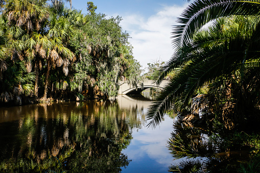 A lush swamp in New Orleans City Park.