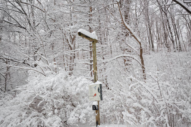 istock Snowy landscape Mount Royal park, Montreal, Canada 1459514441