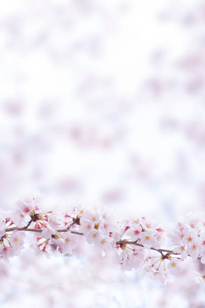 istock a background of cherry blossoms in full bloom 1459515675