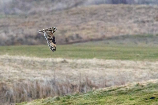 istock short-eared owl flying in winter 1459517994