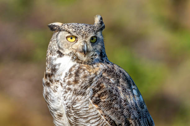 istock Closeup of Great Horned Owl, Delta, BC, Canada 1459518630