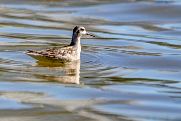 istock female Red-necked Phalarope, Vancouver, BC, Canada 1459518640