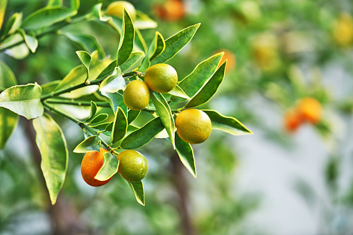 Orange fruit tree