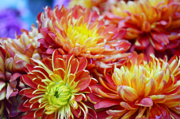 istock a orange chrysanthemum flowers. Nature back ground. 1459518987