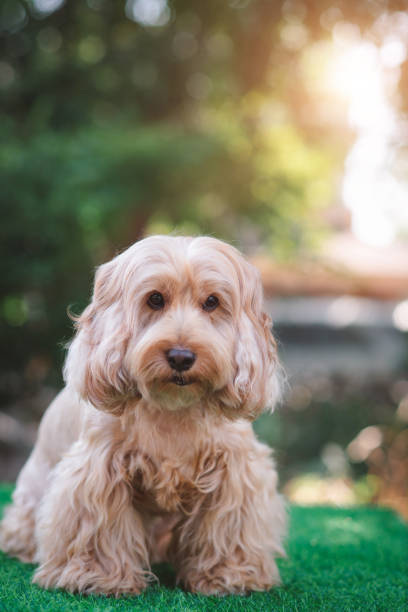 istock Happy Cockapoo dog sit on green grass. Puppy Cockapoo or adorable cocker is mixed breeding animal (brown fur Cocker Spaniel, Poodle) Funny hairy canine. Cute Cocker dog in garden blurry background 1459519515