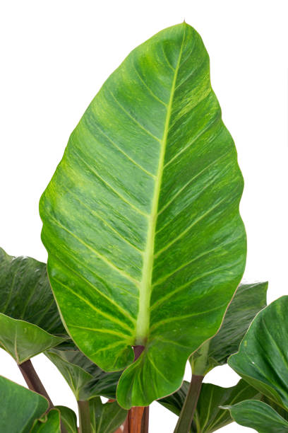 istock Philodendron (Philodendron sp. Ruaysap) is subgenera within genus Philodendron. Ornamental green leaf plants for decoration with copy space, tropical garden, houseplant isolated on white background 1459519614