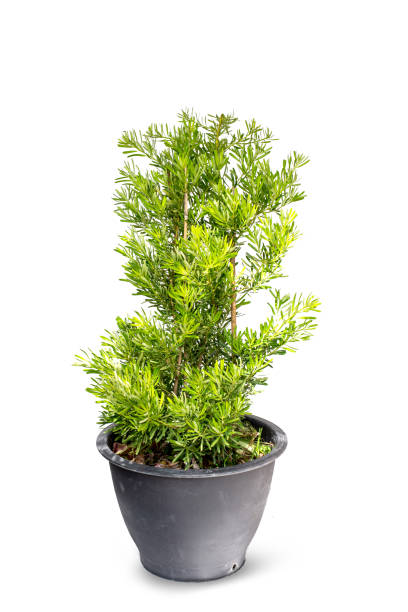 istock Podocarpus polystachyus in flowerpot isolated on white background 1459519615