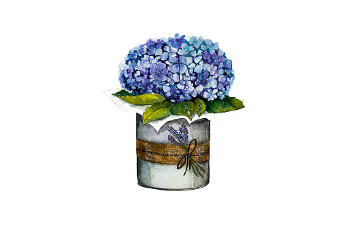 A box of hydrangeas and lavender. Beautiful hydrangea flowers and lavender twigs. A great idea for a postcard for women’s day, wedding day , Easter and birthday gift, background. The illustration can be depicted on a mug, bag, case, gifts, postcards, covers, cosmetic goods, etc.