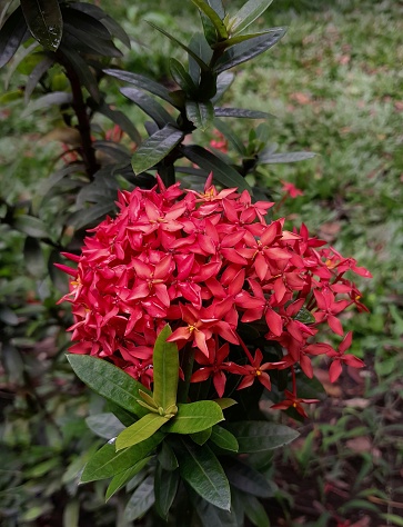 The beautiful Ixora chinensis thrives in the yard