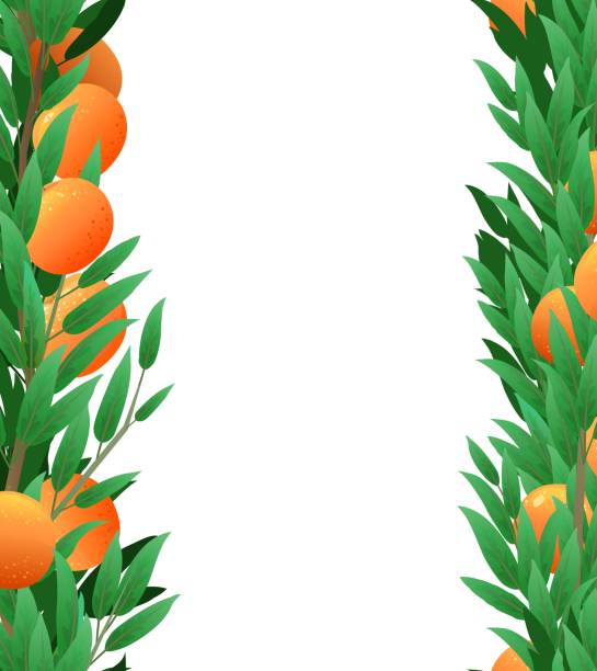 ilustrações de stock, clip art, desenhos animados e ícones de branches orange of tree with ripe fruits in form of frame on both sides. garden plant with edible harvest. seamless composition. branch with foliage and leaves. isolated on white background. vector - siding white backgrounds pattern