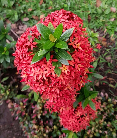 The beautiful Ixora chinensis thrives in the yard