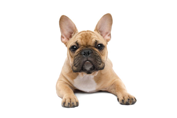 istock French Bulldog isolated on white background 1459529373