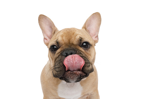 Funny portrait of French bulldog licking his nose on isolated white background, front view