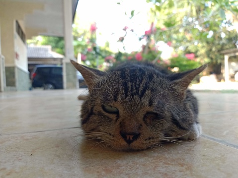 a one-eyed cat was lazing on the porch.  This black village cat is blind because it was scratched by another cat.