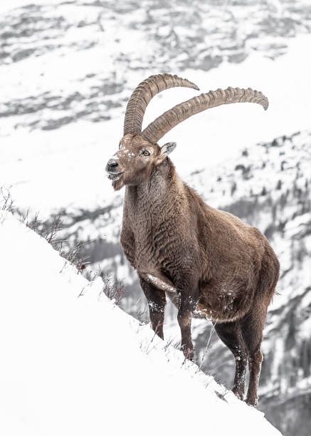 the king of the alps (capra ibex) - mountain mountain peak snow spring imagens e fotografias de stock