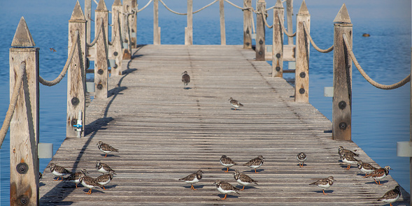 Sandpiper birds flock in Paracas national reserve, Peru