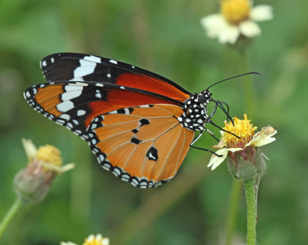 istock Beautiful butterflies from my Garden 1459538781
