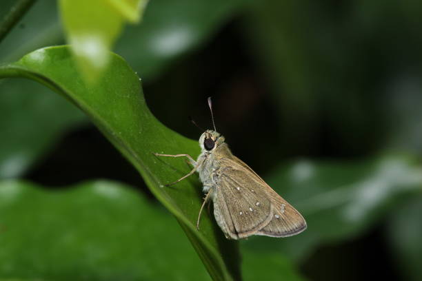 istock Beautiful butterflies from my Garden 1459539324