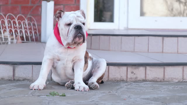 Young english bulldog in a red bandage collar sits and looks at the camera in the yard in summer. Outdoors. Pet Concept