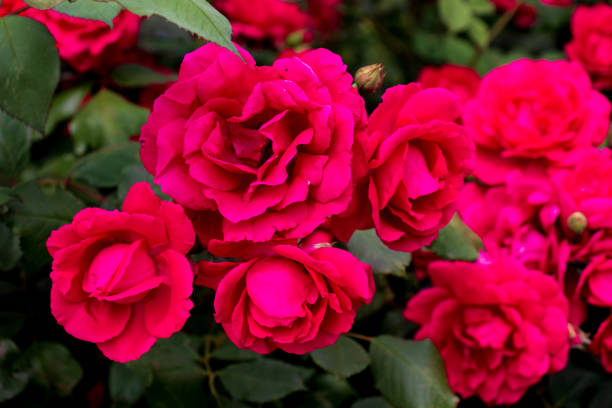 istock A beautiful deep pink rose growing in a garden. 1459540373