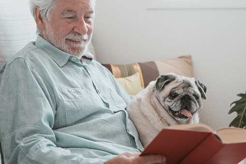 Portrait of old pug dog sitting on sofa at home with his senior owner reading a book. Best friend and pet therapy concept