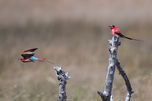 Two carmine bee-eaters