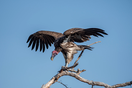 lappet-faced vulture wings open