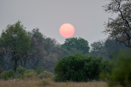 Sun setting over bush