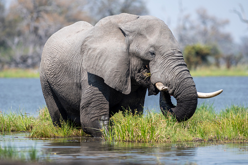 Elephant foraging in water