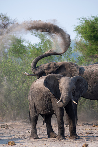 Elephants having a dust bath in Africa