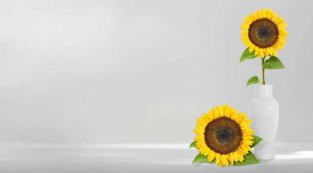 Free Stock Photo of Vase of Sunflowers and White Shoes | Download Free ...