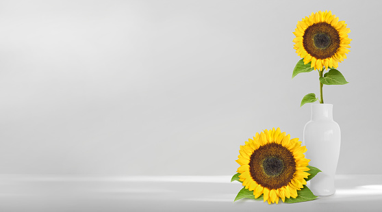 Close up of sunflowers in white jug on shelf against neutral wall background