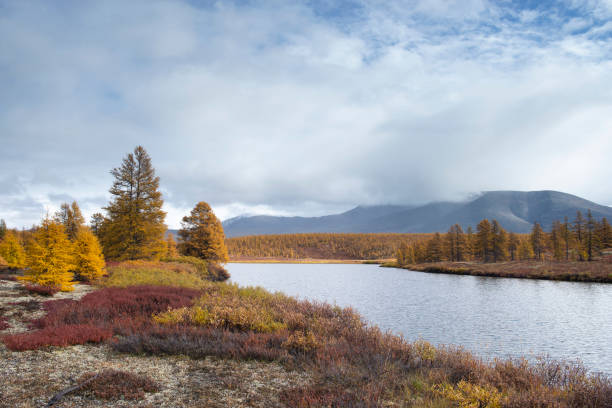 estremo oriente della russia, regione di magadan, distretto di susumansky, lago malyk. - larch tree stone landscape sky foto e immagini stock