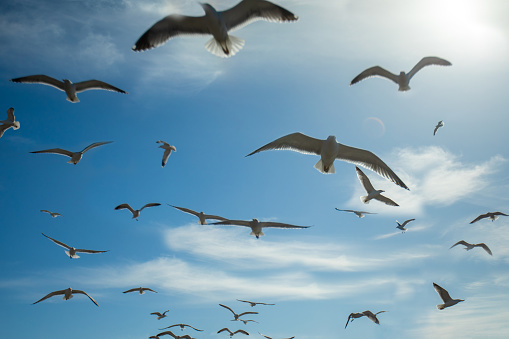 Flying seagulls over sky
