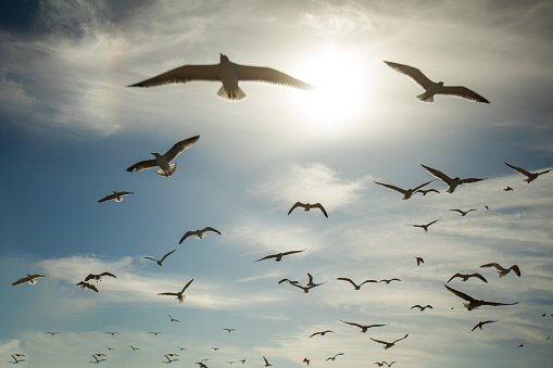 Flaying Seagulls Isolated