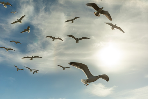 Flying seagulls over sky