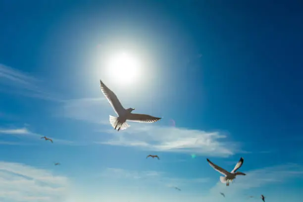 Photo of Flying seagulls over sky