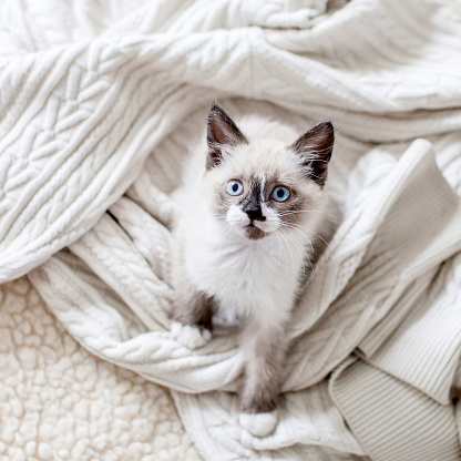 Tiny Fluffy Kitten Sits on a white knitted Blanket and looks up to the side