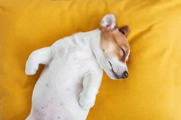 istock Puppy on yellow pillow at home 1459551480